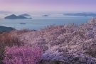 紫雲出山の桜情報！必見！