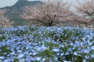 「五岳の里市民集いの丘公園」桜・ネモフィラが見頃♪