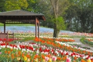 春の花さんぽへ♪国営讃岐まんのう公園「春らんまんフェスタ」開催中
