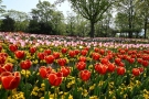 【GWは花絶景へ！】紅梅亭から約20分🌸まんのう公園で春の花々を満喫♪