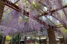 【岩田神社】樹齢850年！孔雀藤が見頃を迎え、藤まつり開催中🌸✨