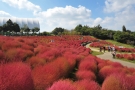 【コキア紅葉×コスモスの絶景】まんのう公園「秋！色どりフェスタ2025」開催中🍁🌸 10月週末 空室あります。