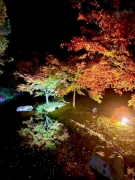 【香川用水記念公園】秋夜にきらめく紅葉ライトアップ🍁秋の絶景旅