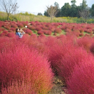 Sanuki Mannou Park-Autumn Festival