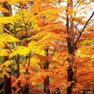 Konpirasan Foliage Festival