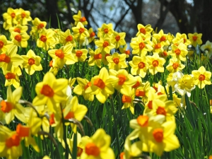 Kagawa Prefecture's sightseeing spot - Sanuki Manno Park