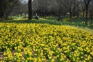 Spring Flower Festival