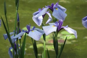 優雅地綻放著初夏的色彩🌿栗林公園「花菖蒲祭」　　※6/7・8仍有空房