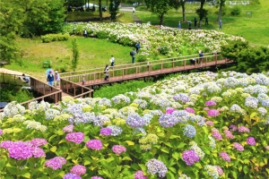 6/7～「國營讚岐滿濃公園」 紫陽花祭開幕！40種2萬株的紫陽花盛開，絕景盡現！