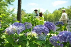 6/7～「國營讚岐滿濃公園」 紫陽花祭開幕！40種2萬株的紫陽花盛開，絕景盡現！