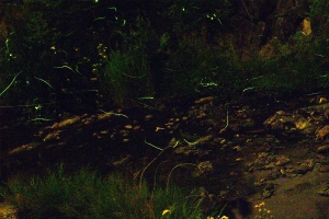 初夏的夜晚被螢火蟲的光彩繽紛裝飾｜在螢火蟲觀賞公園享受夢幻般的時光