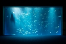 ＼週末限定特賣（最高30％折扣）×外出情報／四國水族館×紅梅亭共創初夏回憶♪
