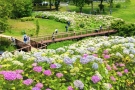 6/7～「國營讚岐滿濃公園」 紫陽花祭開幕！40種2萬株的紫陽花盛開，絕景盡現！