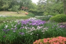 優雅地綻放著初夏的色彩🌿栗林公園「花菖蒲祭」　　※6/7・8仍有空房