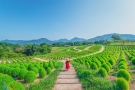 🌻【7月19日開始舉行！】滿濃公園「夏日嘉年華」打造夏季回憶🌞🚗
